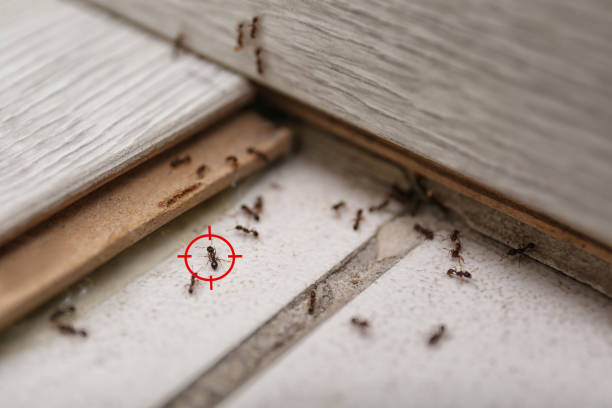 Best Commercial Pest Control Services  in Cave Creek, AZ
