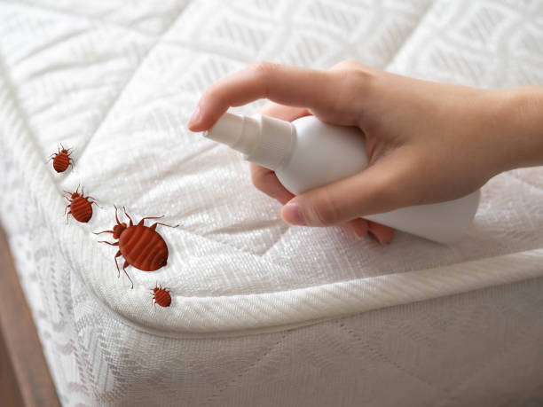 Pest Control Cost in Cave Creek, AZ