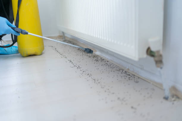 Flea Control Services in Cave Creek, AZ