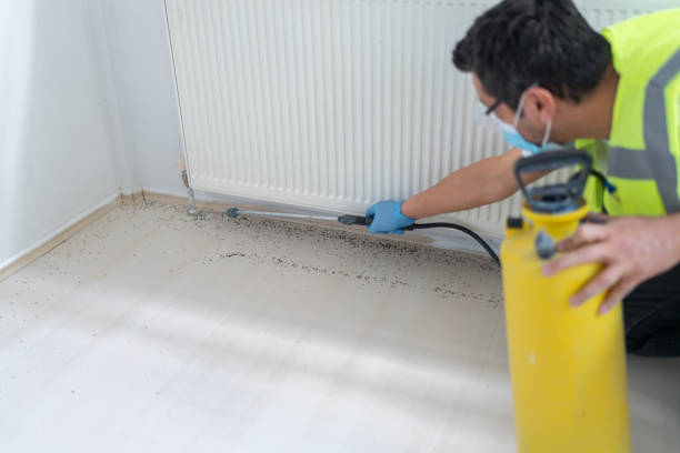 Best Affordable Pest Control Services  in Cave Creek, AZ